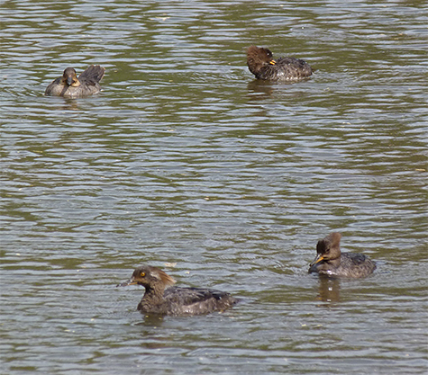 Four hooded mergs with plenty of time and nowhere to go.