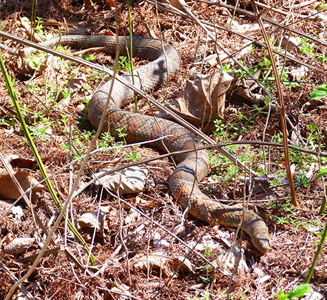 Taking in the sun on a fine spring day (4/1/15).