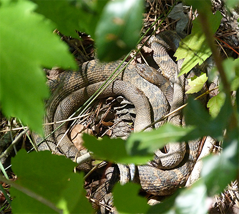 Northern water snakes engaged in procreation. There are three snakes, two males, one female.