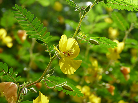 By August there should be numerous yellow flowers.