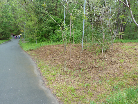 The site of the partridge pea after cutting.