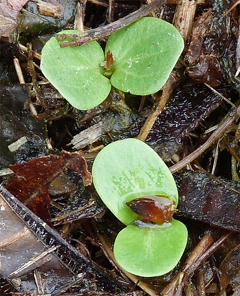 Fresh young seedlings.