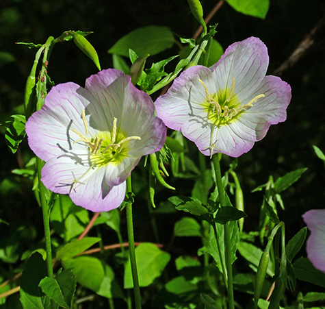 Primrose starting to bloom now (4/26/15(.