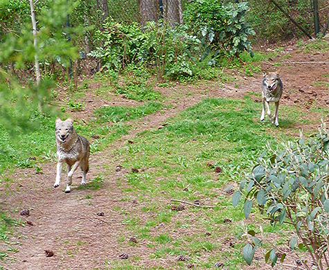 Running with the wolves (female on left).
