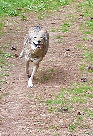 Female, running for the fun of it.