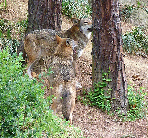 A pause to chew on some pine bark.