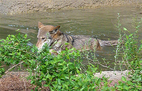 The male in for a swim, after diving into the pool (4/4/15).