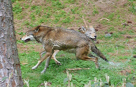 A little chasing each other around after the swim.