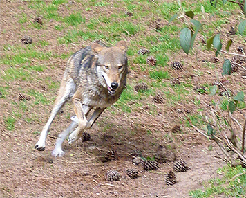 The male sprinting around the corner after the female.