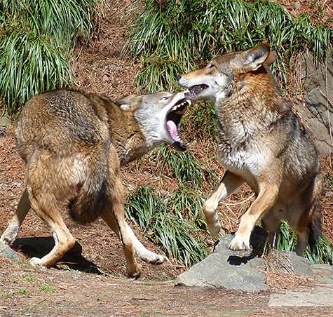 The female's typical greeting for the male (March 6).