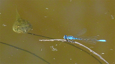 A male azure bluet. Note the bullfrog tadpole to the damselfly's left.