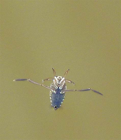 Backswimmer.