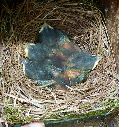 Four bluebird nestlings at the Amphimeadow (5/5/15).