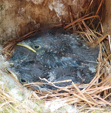 Growing, but no quite ready to leave their home (Butterfly House - 5/12/15).