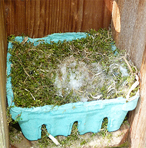 This is what the chickadee saw when looking into the nest box (5/5/15).