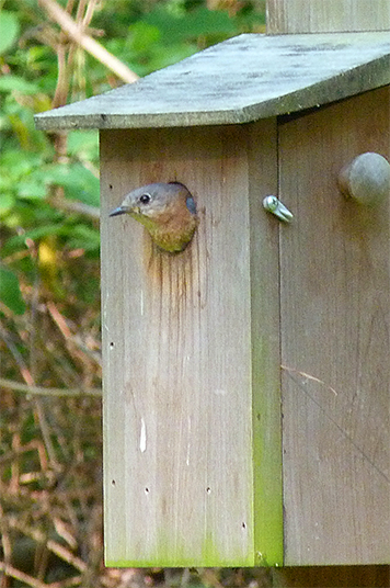 The female at the Cow Pasture nest watched me approach, waiting till the last moment to fly out of the box (5/5/15).