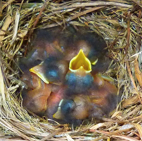 Are there four or five nestlings in this nest? (Cow Pasture - 5/5/15)
