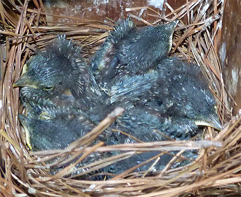 Four healthy bluebirds nestlings. Will they fledge by next week? (Cow Pasture - 5/12/15)