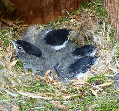I expect to see an empty nest the next time I look into this nest box (Bungee - 5/5/15).
