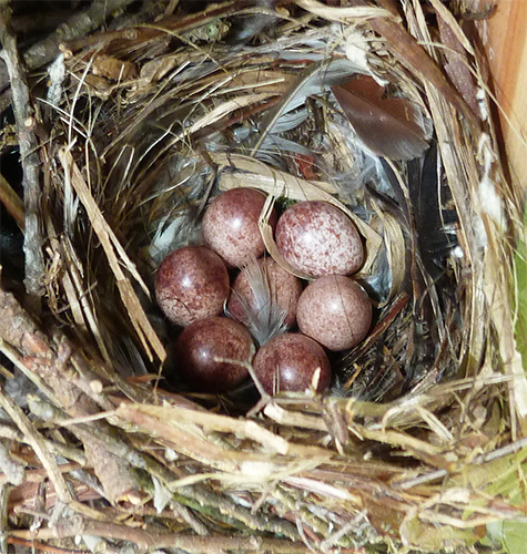 The nest at the Picnic Dome on April 12, one week ago.