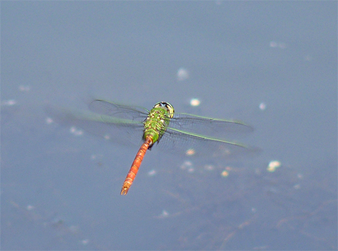 Male comet darner.
