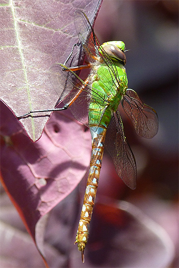 comet darner, female.