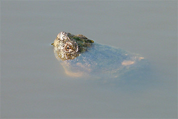 What's on this turtle's mind?