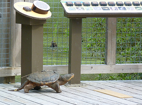 The snapping turtle on the Main Wetlands Overlook.