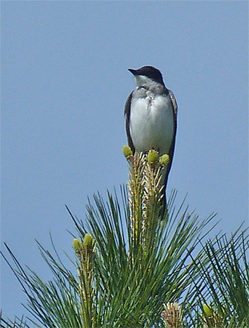A classic kingbird pose, this eastern kingbird surveys the possibilities from the top of a loblolly pine in the Wetlands.