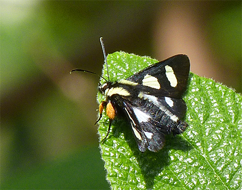 Adult moth eight-spotted forester.