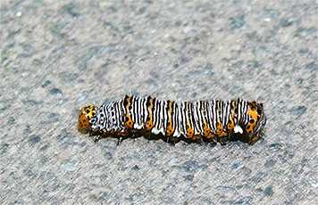 Eight-spotted forester larva.