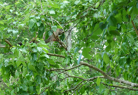 Can you see the groundhog?
