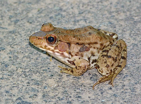 Green frog.