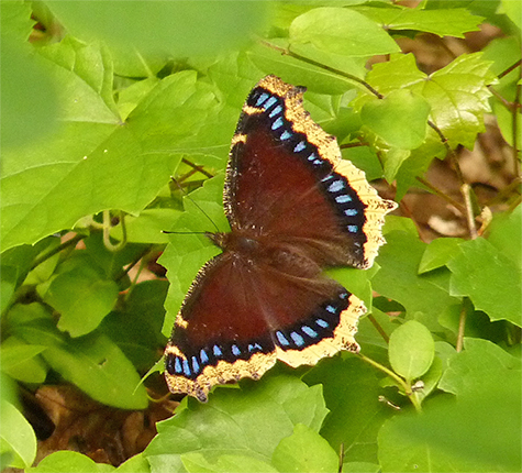 Mourning cloak.