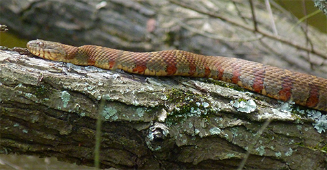 This attractive northern water snake stretches out on a black willow limb.
