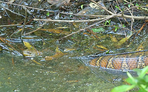 Here, the snakes wait for its prey to come near.