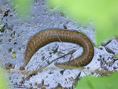 From above, atop the boardwalk, the snake appeared very wide around the middle.