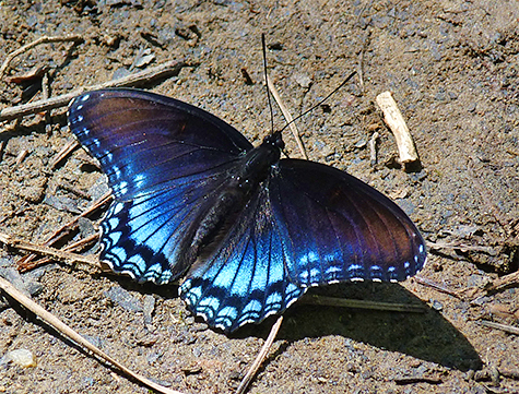 If you catch a red-spotted purples in the right light, you're in for a treat.