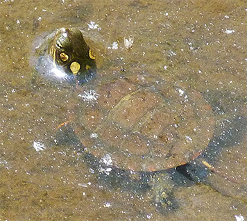 A juvenile yellow-bellied slider[s first dip in the water of the Wetlands.