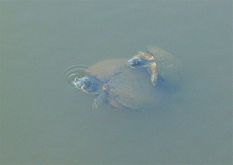 The male attempting to mount the female.