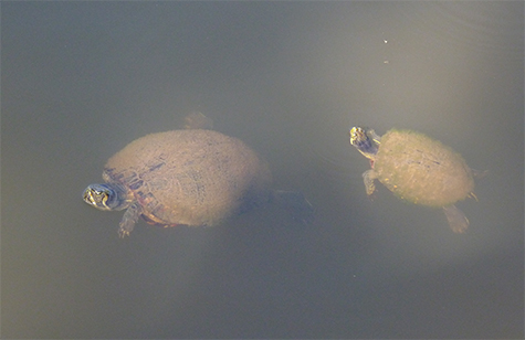 The male zeros in on the larger female.