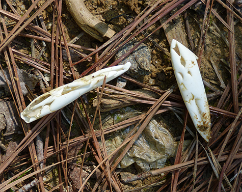 Two empty eggs from the nest.