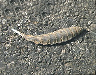 Soldier fly larva crossing the path in Explore the Wild.