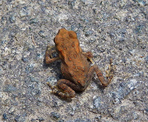 Tiny American toad crosses path.