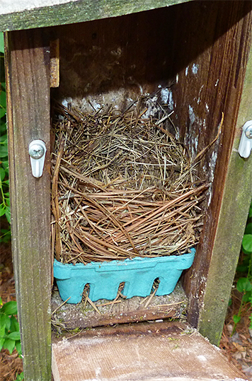 This nest is ready to go, for the second time (Amphimeadow - 6/3/15).