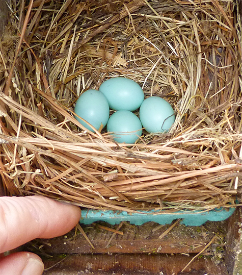 Four bluebirds eggs at the Amphimeadow (6/9/15).