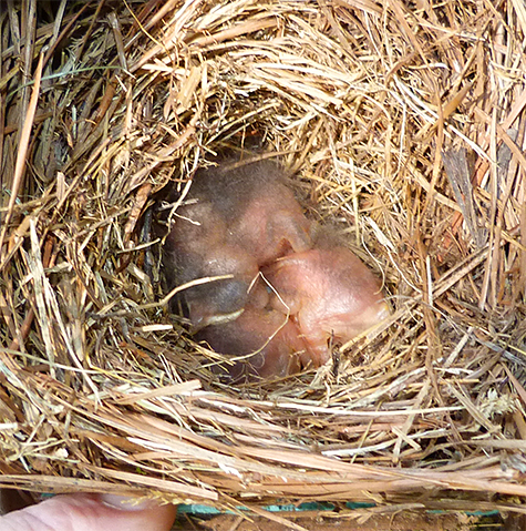 Three brand new nestlings at the Amphimeadow. The unhatched egg in under the hatchlings (6/23/15).