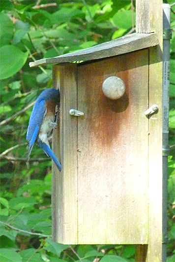 A quick visit at the nest box by the male after our intrusion (6/23/15).