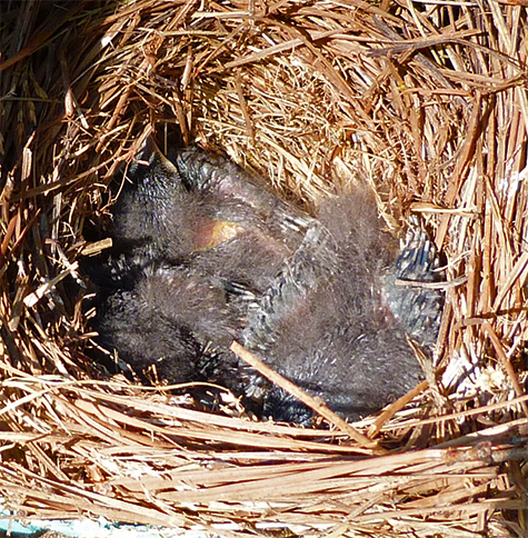 These nestlings are about 10 days old (6/30/15).