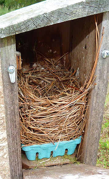 A tall bluebird nest awaits eggs at the Butterfly House (6/3/15)..